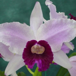 Laelia purpurata